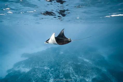 Manta .